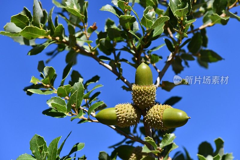 蓝天下的橡子树枝。(Quercus aucheri)